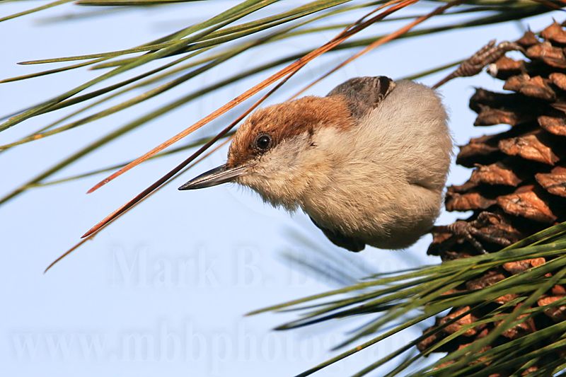 _MG_7102 Brown-headed Nuthatch.jpg