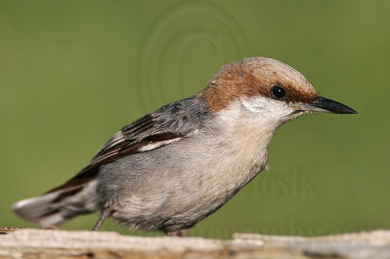 _MG_7183 Brown-headed Nuthatch.jpg