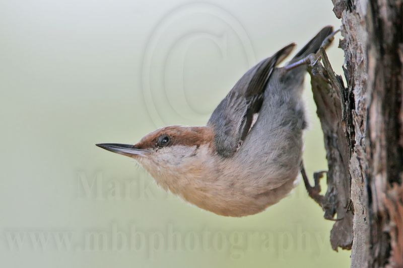 _MG_7225 Brown-headed Nuthatch.jpg
