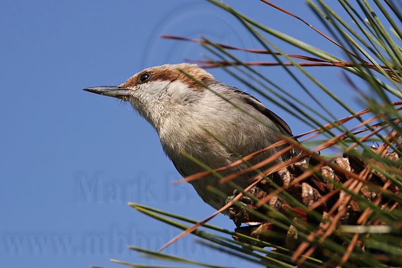 _MG_7238 Brown-headed Nuthatch.jpg