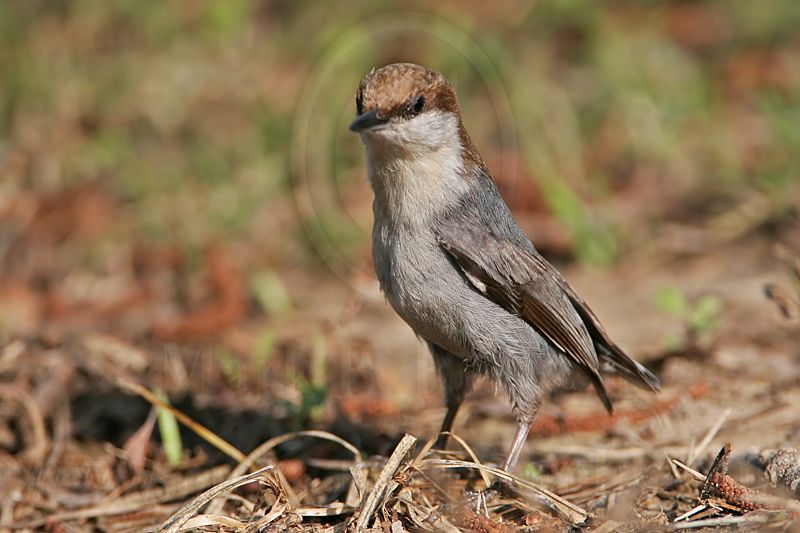 _MG_7445 Brown-headed Nuthatch.jpg