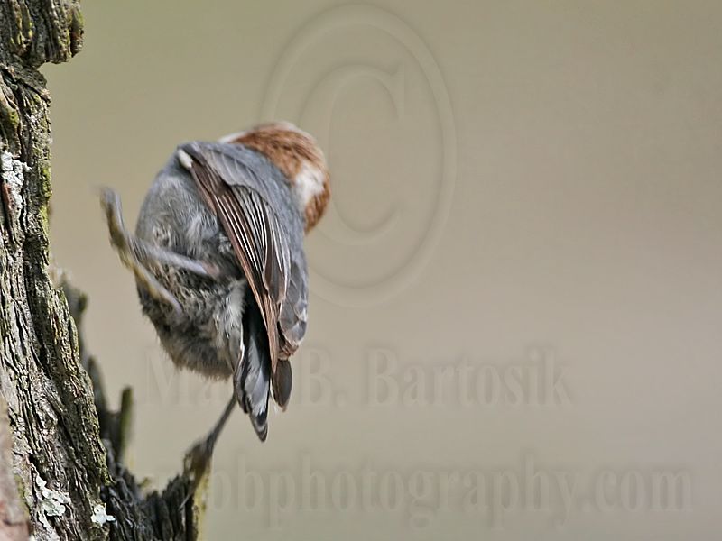 _MG_7559 Brown-headed Nuthatch.jpg