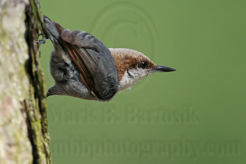 _MG_7585 Brown-headed Nuthatch.jpg