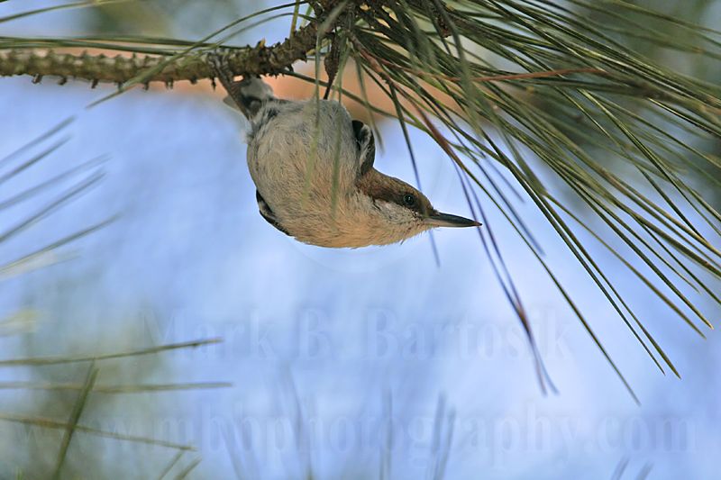 _MG_7662 Brown-headed Nuthatch.jpg
