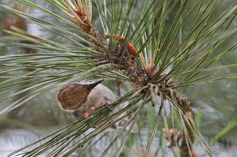 _MG_7764 Brown-headed Nuthatch.jpg
