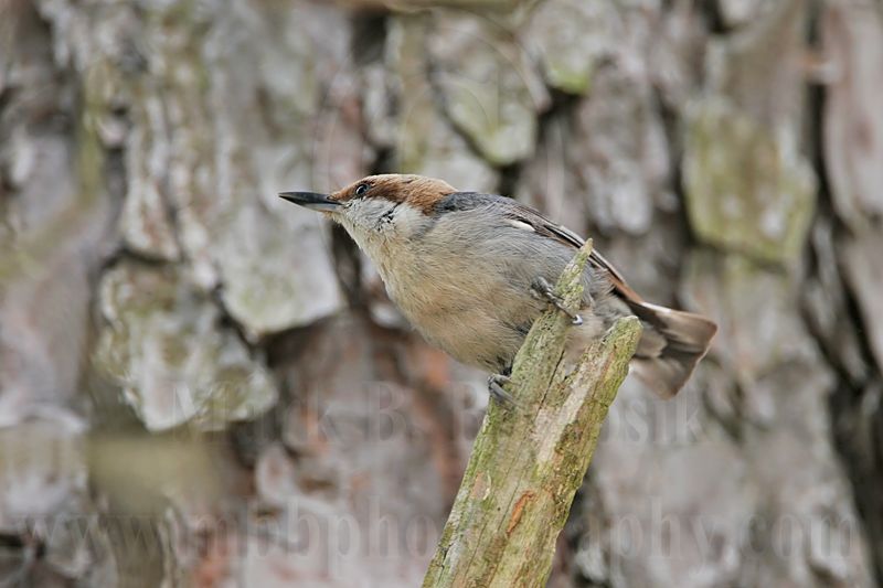 _MG_7787 Brown-headed Nuthatch.jpg