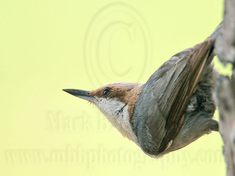 _MG_7834 Brown-headed Nuthatch.jpg