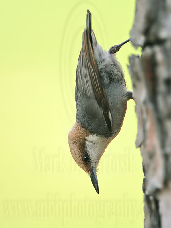 _MG_7837 Brown-headed Nuthatch.jpg