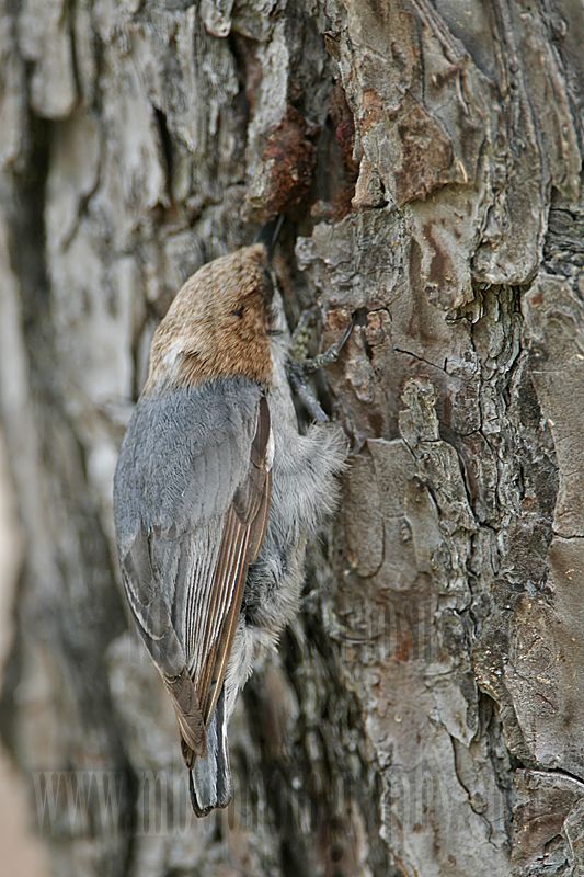 _MG_7859 Brown-headed Nuthatch.jpg