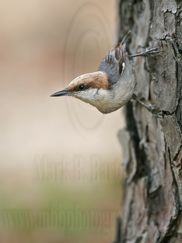 _MG_7865 Brown-headed Nuthatch.jpg