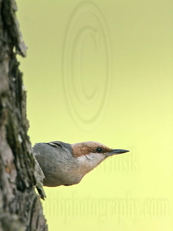 _MG_7875 Brown-headed Nuthatch.jpg