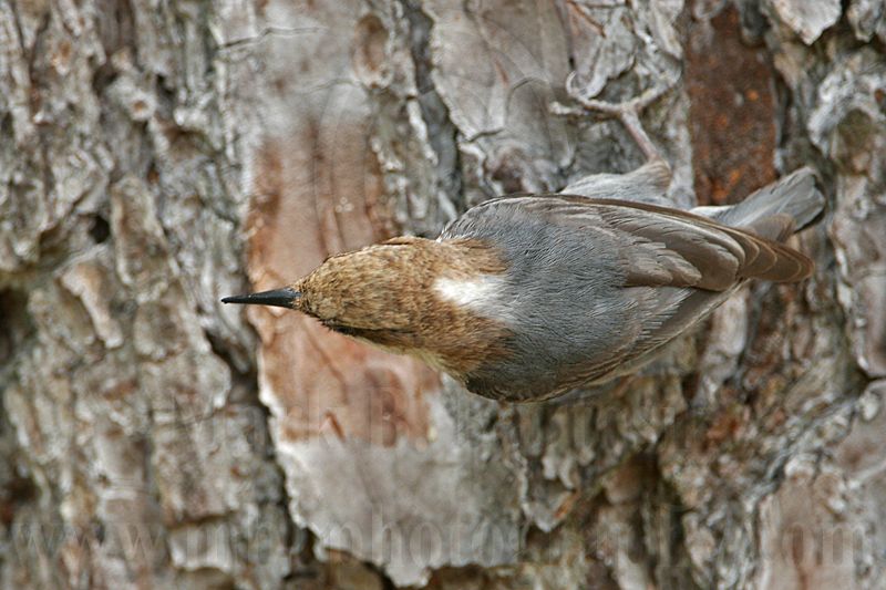 _MG_7879 Brown-headed Nuthatch.jpg