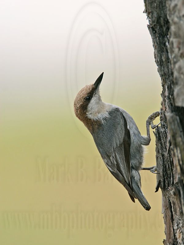 _MG_7892 Brown-headed Nuthatch.jpg