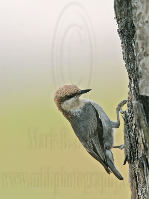 _MG_7893 Brown-headed Nuthatch.jpg