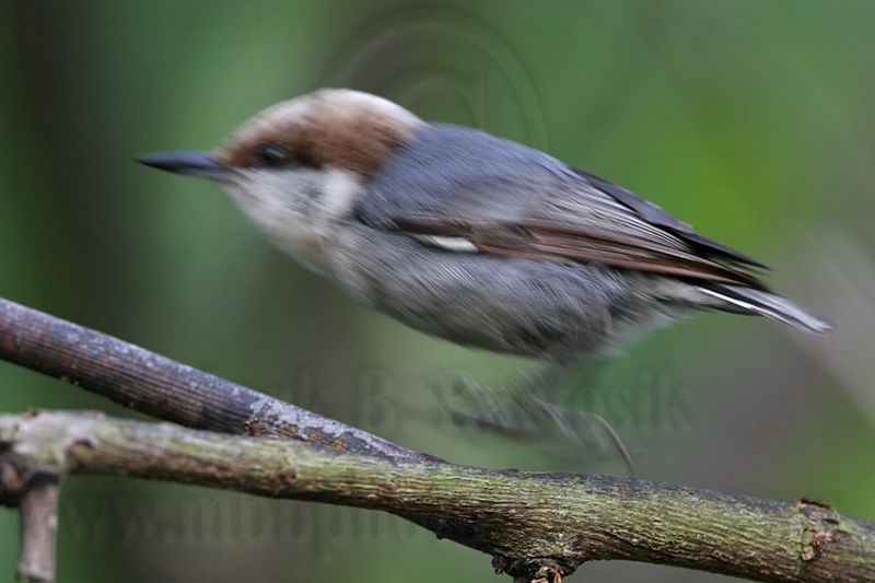 _MG_8101 Brown-headed Nuthatch.jpg