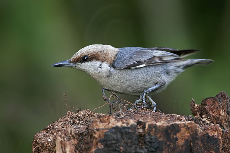 _MG_8165 Brown-headed Nuthatch.jpg
