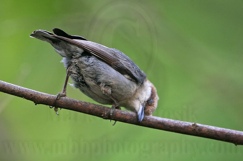 _MG_8196 Brown-headed Nuthatch.jpg