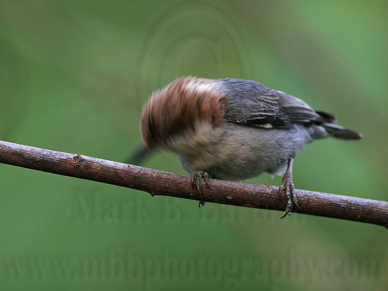 _MG_8249 Brown-headed Nuthatch.jpg