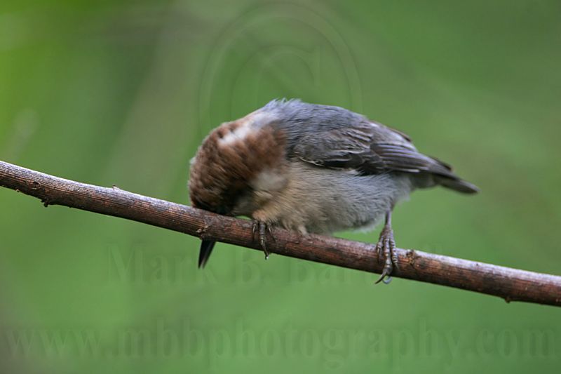 _MG_8332 Brown-headed Nuthatch.jpg