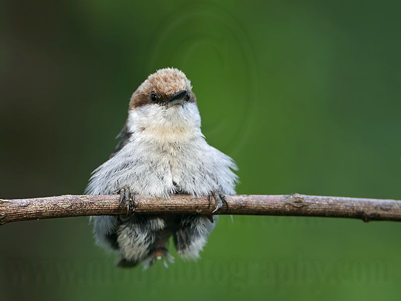 _MG_8354 Brown-headed Nuthatch.jpg