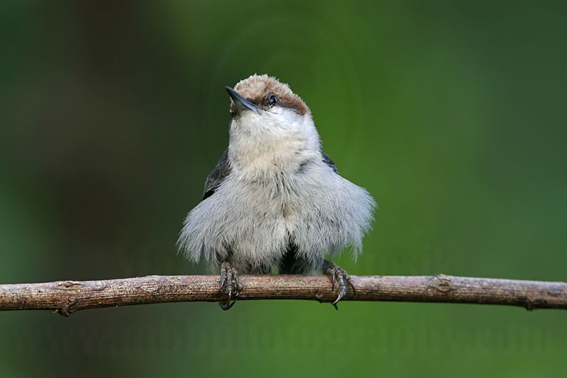 _MG_8355 Brown-headed Nuthatch.jpg