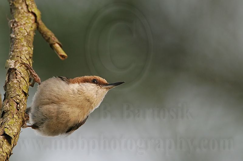 _MG_8411 Brown-headed Nuthatch.jpg