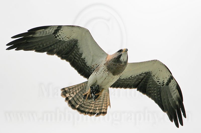 _MG_8972 Swainsons Hawk.jpg