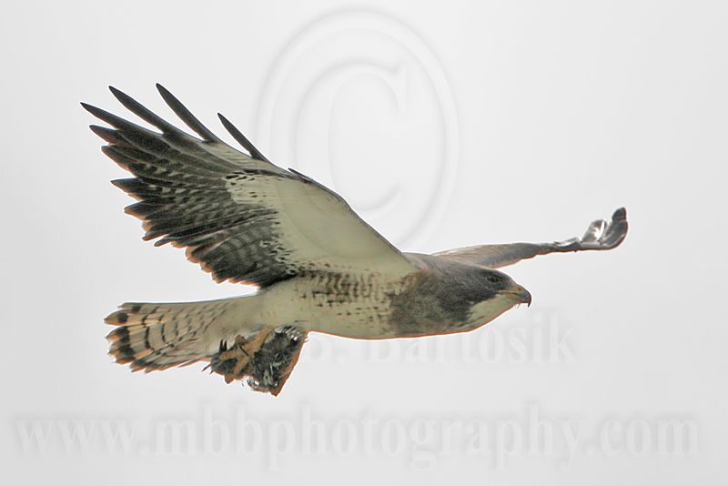 _MG_8998 Swainsons Hawk.jpg
