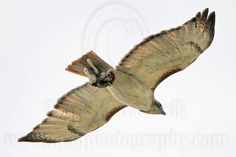 _MG_9328 Red-tailed Hawk.jpg