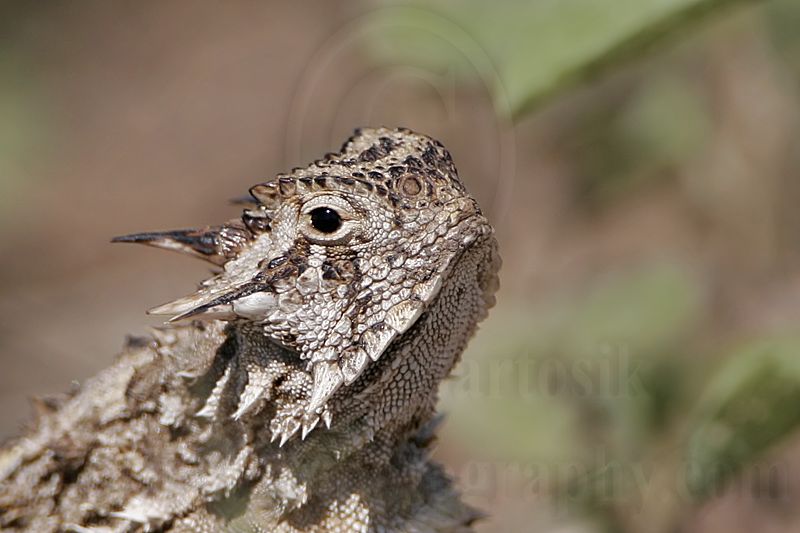 _MG_4511 Texas Horned Lizard.jpg