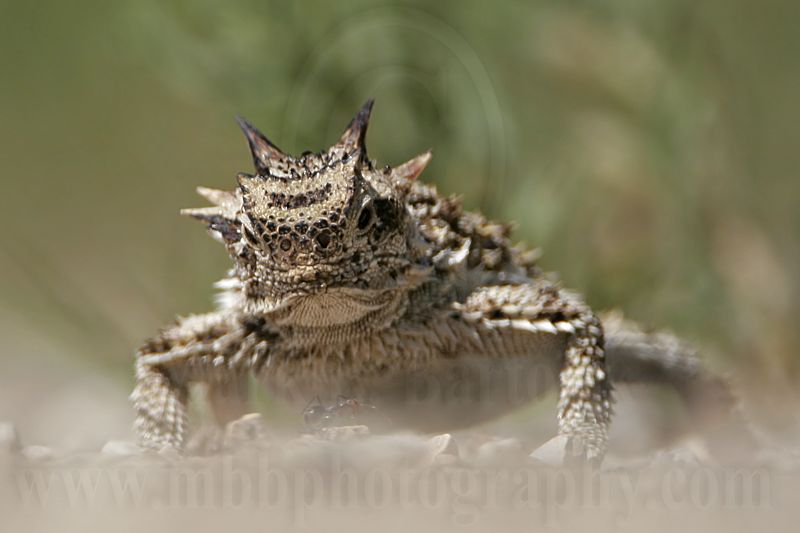 _MG_5537 Texas Horned Lizard.jpg