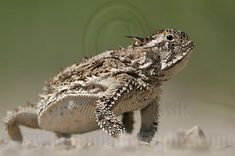 _MG_5604 Texas Horned Lizard0.jpg