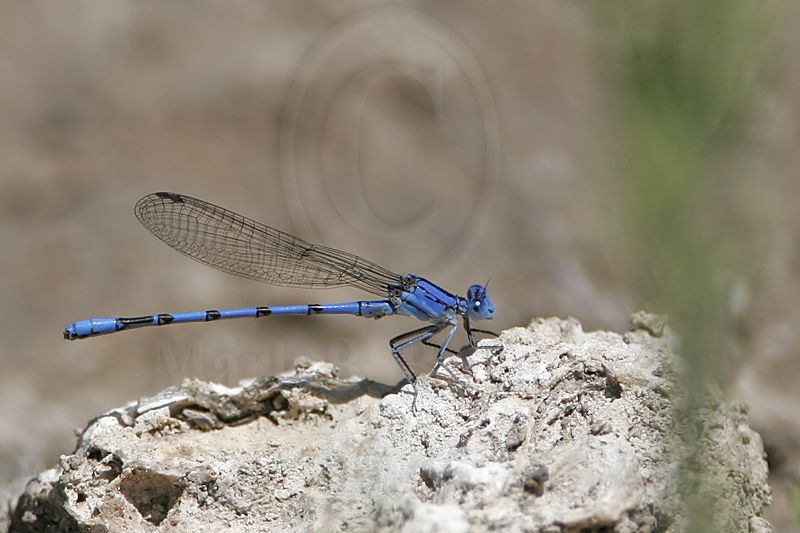 _MG_6035 800.jpg