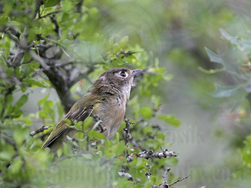 _MG_9157 Black-capped Vireo.jpg