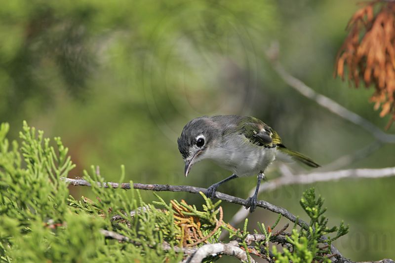 _MG_9255 Black-capped Vireo.jpg