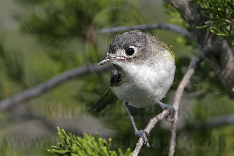 _MG_9260 Black-capped Vireo.jpg