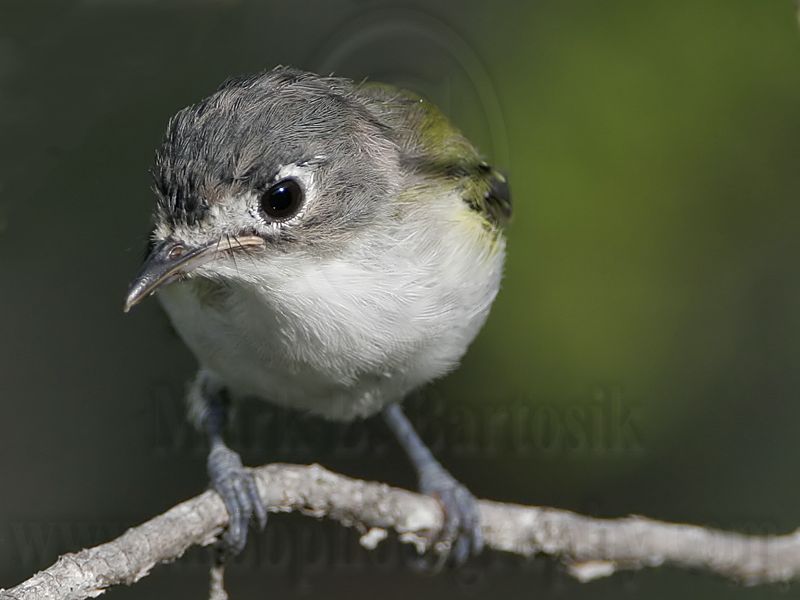 _MG_9275 Black-capped Vireo.jpg