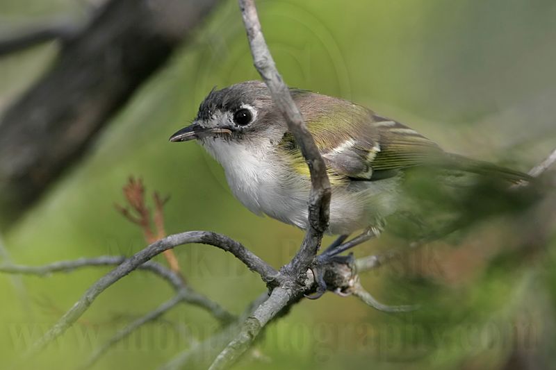 _MG_9283 Black-capped Vireo.jpg