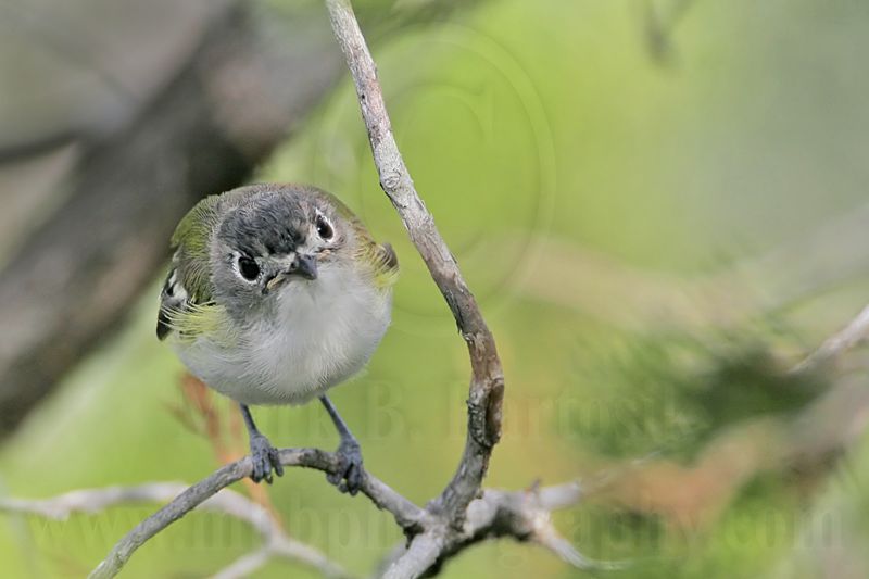 _MG_9290 Black-capped Vireo.jpg