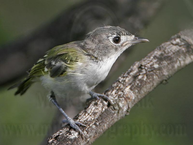 _MG_9362 Black-capped Vireo.jpg