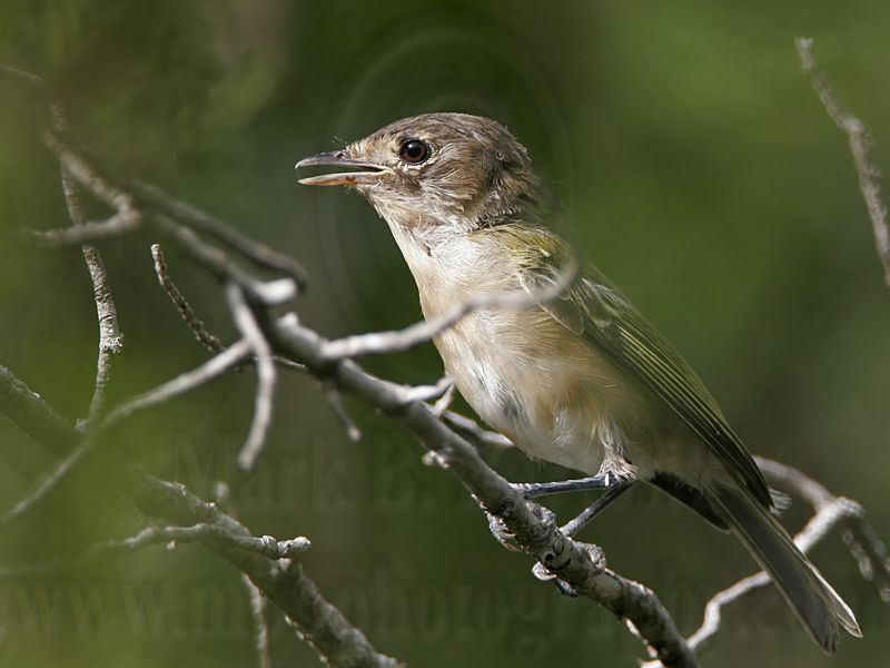 _MG_9540 Black-capped Vireo.jpg