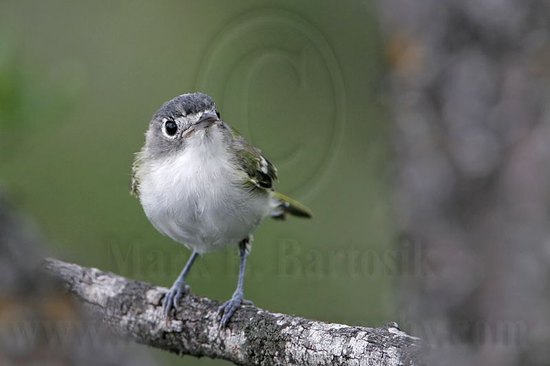 _MG_9973 Black-capped Vireo.jpg