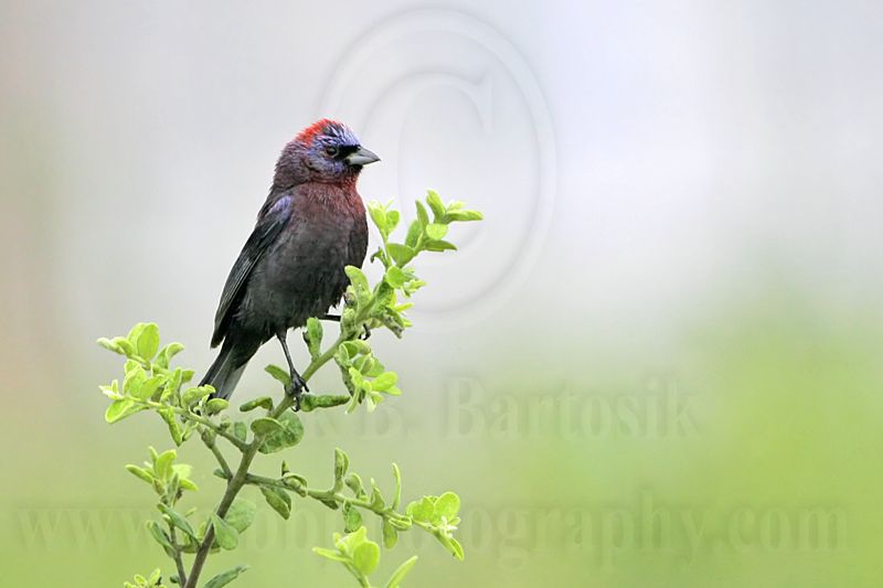 _MG_0329 Varied Bunting.jpg