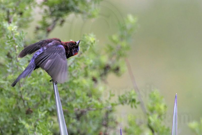 _MG_0359 Varied Bunting.jpg