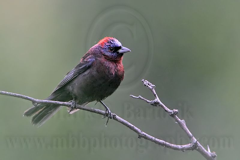 _MG_0374 Varied Bunting.jpg