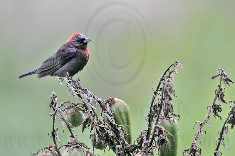 _MG_0392 Varied Bunting.jpg