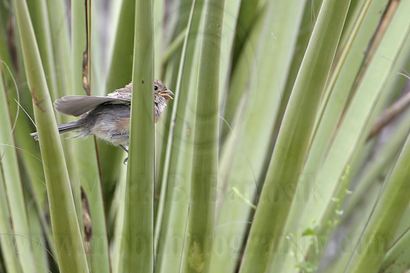 _MG_0480 Varied Bunting.jpg