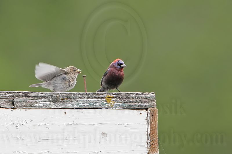 _MG_0509 Varied Bunting.jpg