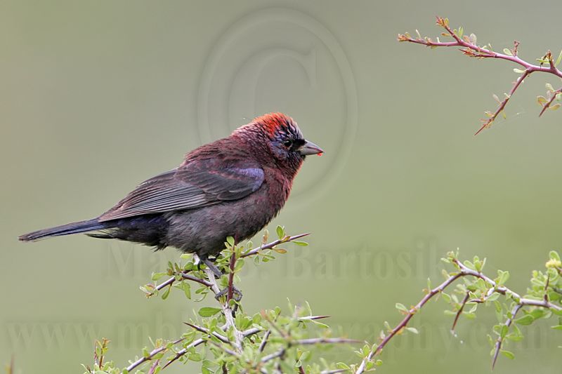 _MG_0589 Varied Bunting.jpg