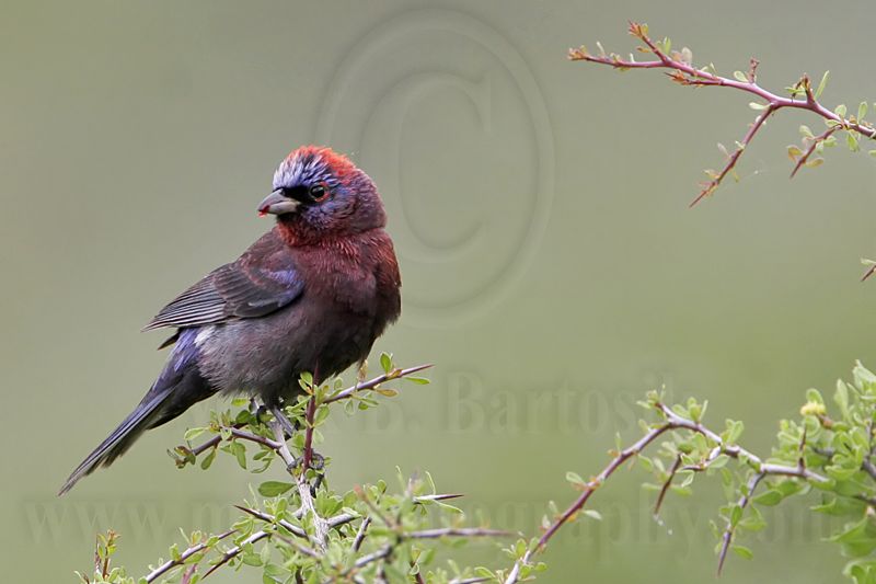_MG_0599 Varied Bunting.jpg